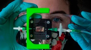 Investigadores crean un implante que produce insulina para la diabetes tipo 1