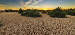 Los agentes de cambio global son más agresivos cuando actúan en conjunto sobre un ecosistema