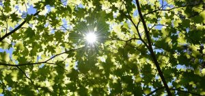 La fotosíntesis abre la puerta a una nueva forma de energía renovable