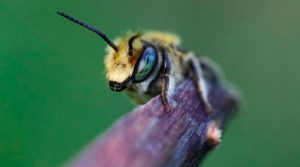 Las abejas proceden de un antiguo supercontinente, según nuevo estudio