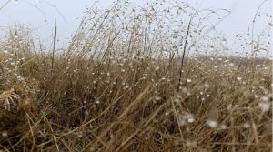 Un estudio arroja nueva luz sobre cómo se comportan los virus del suelo e interactúan con las bacterias