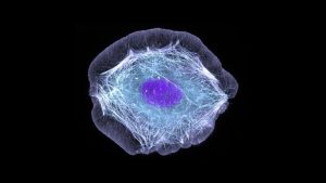 La piel bioimpresa cura heridas en cerdos con cicatrices mínimas; los humanos son los siguientes